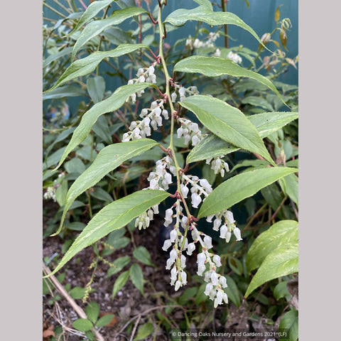 Shrubs ~ Leucothoe fontanesiana 'Rainbow' ~ Dancing Oaks Nursery and Gardens ~ Retail Nursery ~ Mail Order Nursery
