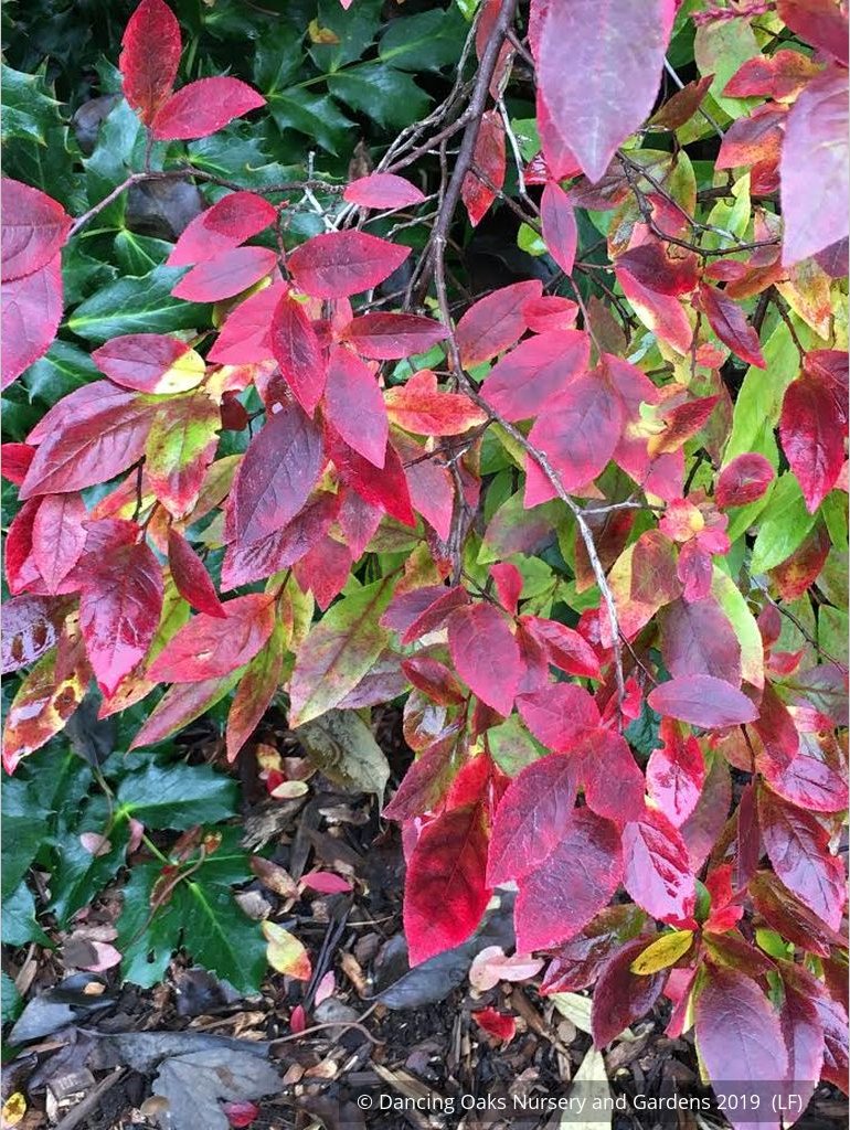 Shrubs ~ Leucothoe racemosa, Sweet Bells ~ Dancing Oaks Nursery and Gardens ~ Retail Nursery ~ Mail Order Nursery