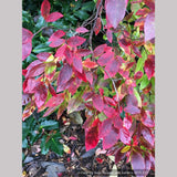 Shrubs ~ Leucothoe racemosa, Sweet Bells ~ Dancing Oaks Nursery and Gardens ~ Retail Nursery ~ Mail Order Nursery
