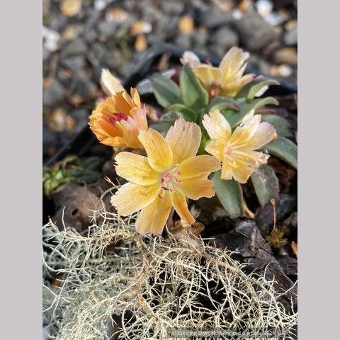 Perennials ~ Lewisia longipetala ‘Little Mango’, Hybrid Lewisia ~ Dancing Oaks Nursery and Gardens ~ Retail Nursery ~ Mail Order Nursery