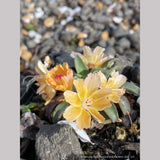 Perennials ~ Lewisia longipetala ‘Little Mango’, Hybrid Lewisia ~ Dancing Oaks Nursery and Gardens ~ Retail Nursery ~ Mail Order Nursery