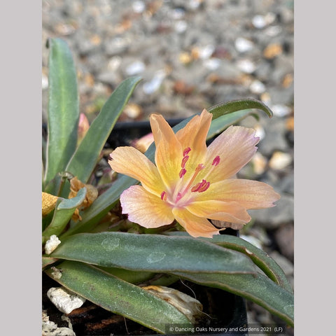 Perennials ~ Lewisia longipetala 'Little Peach', Hybrid Lewisia ~ Dancing Oaks Nursery and Gardens ~ Retail Nursery ~ Mail Order Nursery