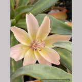 Perennials ~ Lewisia longipetala 'Little Peach', Hybrid Lewisia ~ Dancing Oaks Nursery and Gardens ~ Retail Nursery ~ Mail Order Nursery
