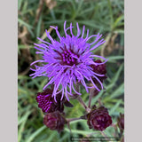 Perennials ~ Liatris scariosa var. nieuwlandii, Northern Blazing Star ~ Dancing Oaks Nursery and Gardens ~ Retail Nursery ~ Mail Order Nursery