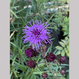 Perennials ~ Liatris scariosa var. nieuwlandii, Northern Blazing Star ~ Dancing Oaks Nursery and Gardens ~ Retail Nursery ~ Mail Order Nursery