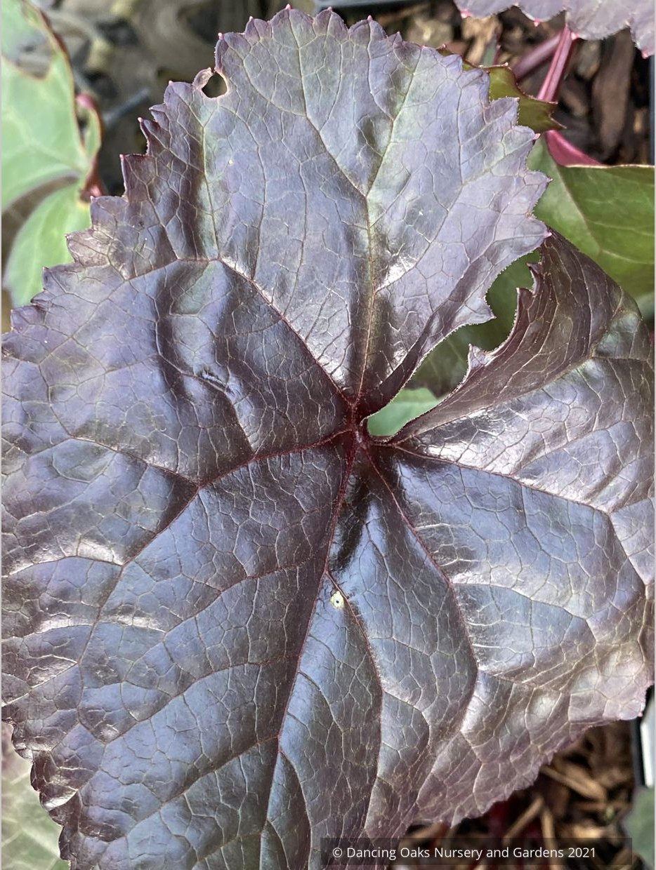 Ligularia 'Britt Marie Crawford' PPAF, Golden Ray