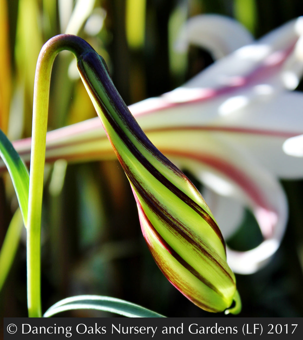 Bulbs & Tubers ~ Lilium formosanum var. pricei, Taiwan Lily ~ Dancing Oaks Nursery and Gardens ~ Retail Nursery ~ Mail Order Nursery