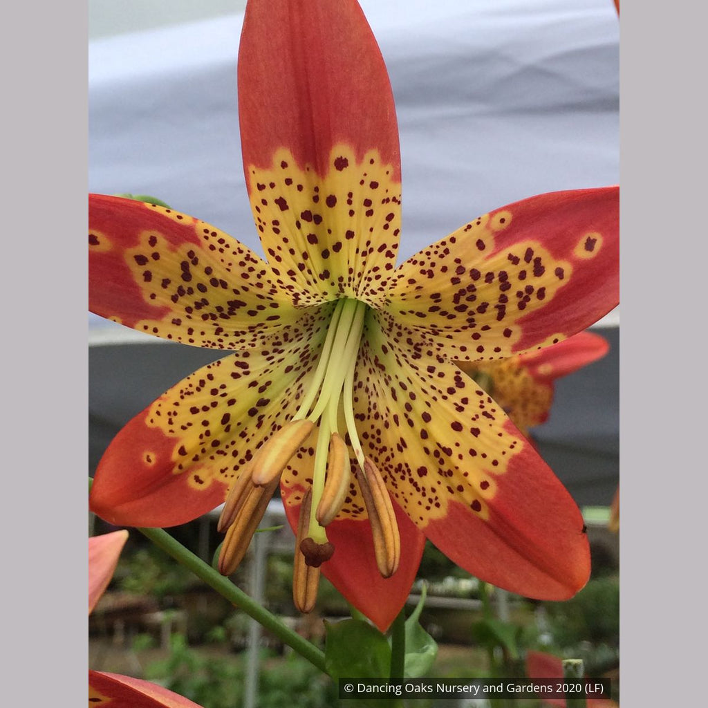 tiger lily plant Lilium longiflorum x pardalinum 'Fusion', Fusion Tiger Lily – Dancing Oaks Nursery and Gardens