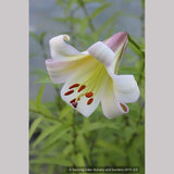 Bulbs & Tubers ~ Lilium sargentiae (480sd1996), Sargent's Lily ~ Dancing Oaks Nursery and Gardens ~ Retail Nursery ~ Mail Order Nursery
