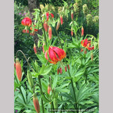 Bulbs & Tubers ~ Lilium pardalinum var. giganteum, Sunset Lily ~ Dancing Oaks Nursery and Gardens ~ Retail Nursery ~ Mail Order Nursery
