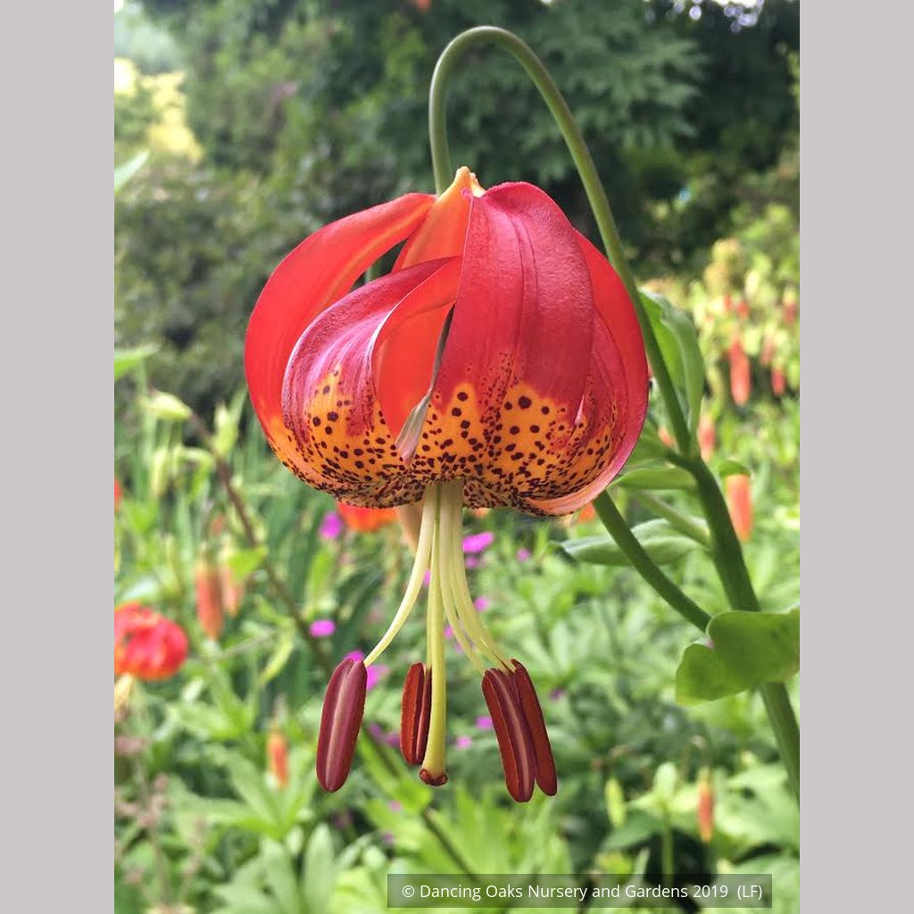 lily flower nursery Lilium pardalinum var. giganteum, Sunset Lily