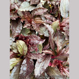 Perennials ~ Lobelia cardinalis 'Black Truffle', Cardinal Flower ~ Dancing Oaks Nursery and Gardens ~ Retail Nursery ~ Mail Order Nursery