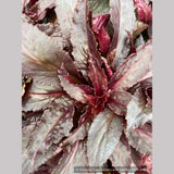 Perennials ~ Lobelia cardinalis 'Black Truffle', Cardinal Flower ~ Dancing Oaks Nursery and Gardens ~ Retail Nursery ~ Mail Order Nursery