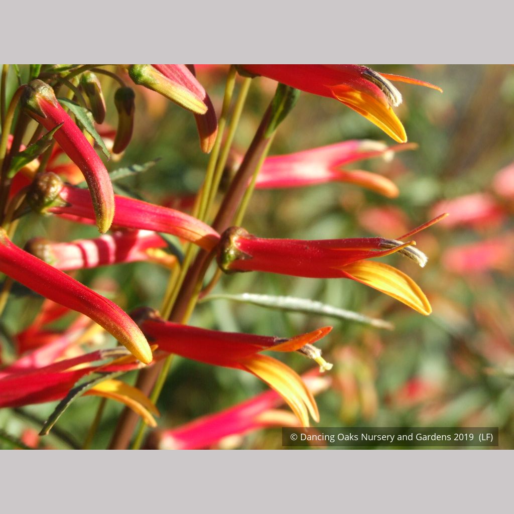 Lobelia laxiflora var angustifolia, Sierra Madre Lobelia – Dancing