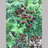 Perennials ~ Lomatium dissectum, Fernleaf Biscuitroot ~ Dancing Oaks Nursery and Gardens ~ Retail Nursery ~ Mail Order Nursery