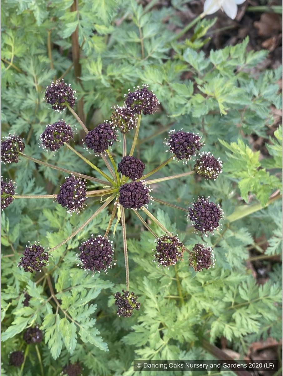 Perennials ~ Lomatium dissectum, Fernleaf Biscuitroot ~ Dancing Oaks Nursery and Gardens ~ Retail Nursery ~ Mail Order Nursery