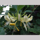 Vines ~ Lonicera periclymenum 'Graham Stuart Thomas', Honeysuckle ~ Dancing Oaks Nursery and Gardens ~ Retail Nursery ~ Mail Order Nursery
