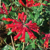 Vines ~ Lonicera sempervirens 'Major Wheeler', Trumpet Honeysuckle ~ Dancing Oaks Nursery and Gardens ~ Retail Nursery ~ Mail Order Nursery