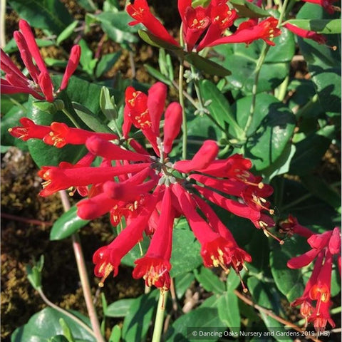 Vines ~ Lonicera sempervirens 'Major Wheeler', Trumpet Honeysuckle ~ Dancing Oaks Nursery and Gardens ~ Retail Nursery ~ Mail Order Nursery