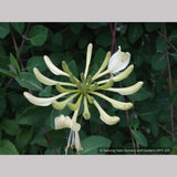 Vines ~ Lonicera periclymenum 'Graham Stuart Thomas', Honeysuckle ~ Dancing Oaks Nursery and Gardens ~ Retail Nursery ~ Mail Order Nursery