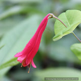 Vines ~ Lonicera sempervirens 'Major Wheeler', Trumpet Honeysuckle ~ Dancing Oaks Nursery and Gardens ~ Retail Nursery ~ Mail Order Nursery