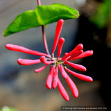 Vines ~ Lonicera sempervirens 'Major Wheeler', Trumpet Honeysuckle ~ Dancing Oaks Nursery and Gardens ~ Retail Nursery ~ Mail Order Nursery