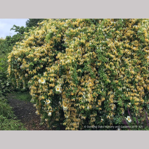 Vines ~ Lonicera similis var. delavayi, Delavay Honeysuckle ~ Dancing Oaks Nursery and Gardens ~ Retail Nursery ~ Mail Order Nursery