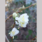 Shrubs ~ Lonicera x purpusii, Winter Beauty Honeysuckle ~ Dancing Oaks Nursery and Gardens ~ Retail Nursery ~ Mail Order Nursery