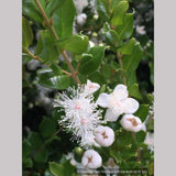 Shrubs ~ Luma apiculata, Chilean Myrtle ~ Dancing Oaks Nursery and Gardens ~ Retail Nursery ~ Mail Order Nursery