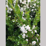 Shrubs ~ Luma apiculata, Chilean Myrtle ~ Dancing Oaks Nursery and Gardens ~ Retail Nursery ~ Mail Order Nursery