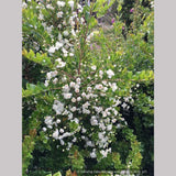 Shrubs ~ Luma apiculata, Chilean Myrtle ~ Dancing Oaks Nursery and Gardens ~ Retail Nursery ~ Mail Order Nursery