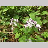 Lunaria rediviva, Perennial Honesty