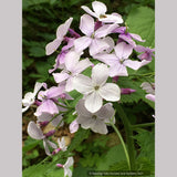 Lunaria rediviva, Perennial Honesty