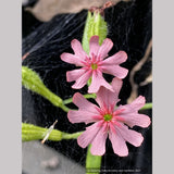 Perennials ~ Lychnis chalcedonica v. carnea 'Dawn Sky', Pink Maltese Cross ~ Dancing Oaks Nursery and Gardens ~ Retail Nursery ~ Mail Order Nursery