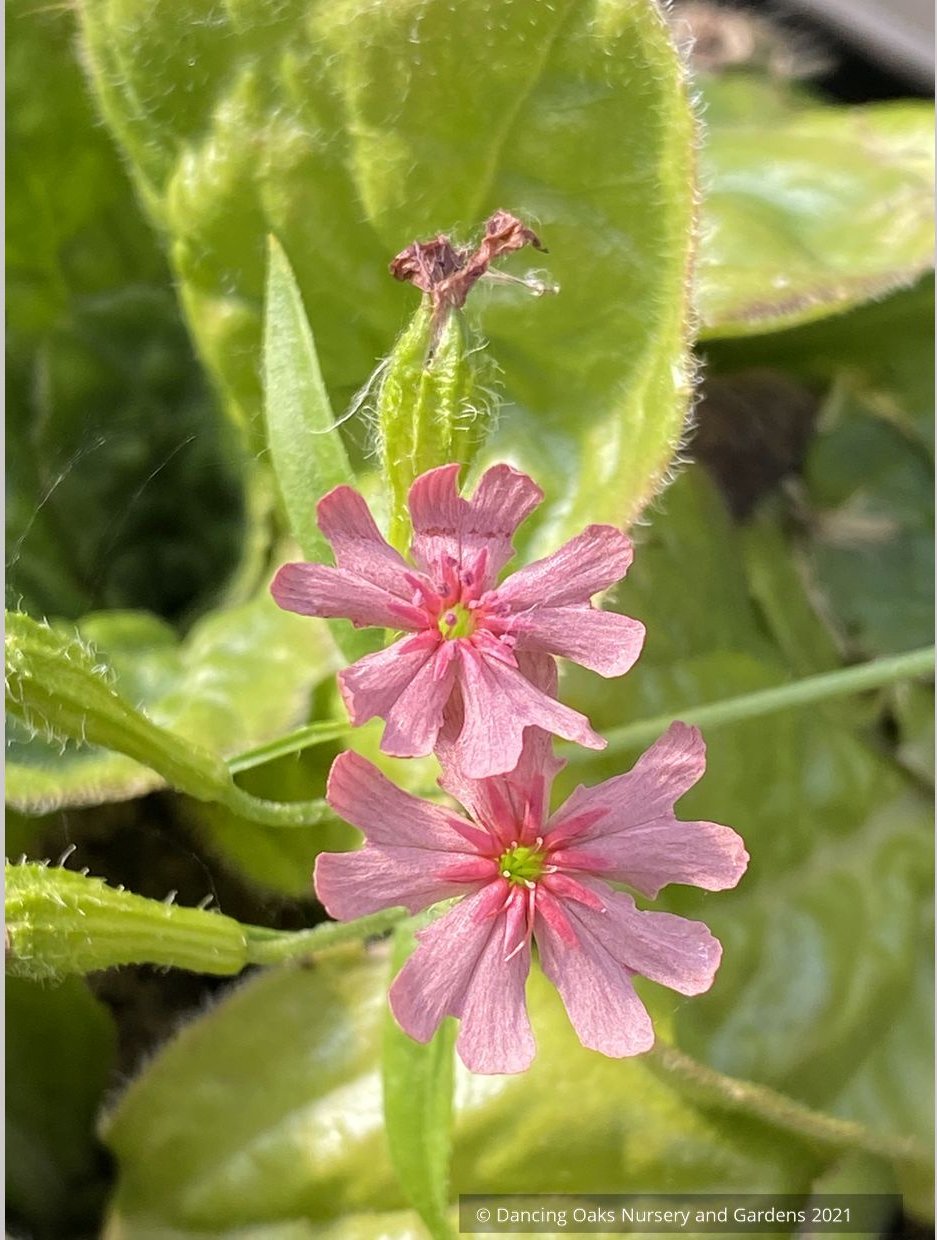 Perennials ~ Lychnis chalcedonica v. carnea 'Dawn Sky', Pink Maltese Cross ~ Dancing Oaks Nursery and Gardens ~ Retail Nursery ~ Mail Order Nursery