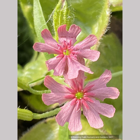 Perennials ~ Lychnis chalcedonica v. carnea 'Dawn Sky', Pink Maltese Cross ~ Dancing Oaks Nursery and Gardens ~ Retail Nursery ~ Mail Order Nursery