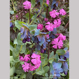 Perennials ~ Lychnis Hybrid, Catchfly ~ Dancing Oaks Nursery and Gardens ~ Retail Nursery ~ Mail Order Nursery