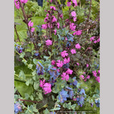 Perennials ~ Lychnis Hybrid, Catchfly ~ Dancing Oaks Nursery and Gardens ~ Retail Nursery ~ Mail Order Nursery
