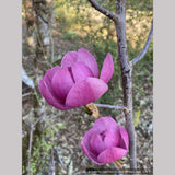 Trees ~ Magnolia 'Black Tulip' (syn Magnolia x soulangiana 'Jurmag1' ) ~ Dancing Oaks Nursery and Gardens ~ Retail Nursery ~ Mail Order Nursery