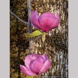 Trees ~ Magnolia 'Black Tulip' (syn Magnolia x soulangiana 'Jurmag1' ) ~ Dancing Oaks Nursery and Gardens ~ Retail Nursery ~ Mail Order Nursery