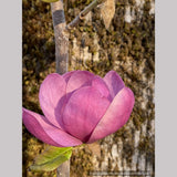 Trees ~ Magnolia 'Black Tulip' (syn Magnolia x soulangiana 'Jurmag1' ) ~ Dancing Oaks Nursery and Gardens ~ Retail Nursery ~ Mail Order Nursery