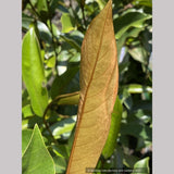Trees ~ Magnolia 'Coppertalica', Magnolia ~ Dancing Oaks Nursery and Gardens ~ Retail Nursery ~ Mail Order Nursery