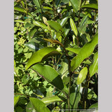 Trees ~ Magnolia 'Coppertalica', Magnolia ~ Dancing Oaks Nursery and Gardens ~ Retail Nursery ~ Mail Order Nursery