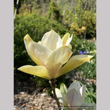 Trees ~ Magnolia 'Sunsation' ~ Dancing Oaks Nursery and Gardens ~ Retail Nursery ~ Mail Order Nursery