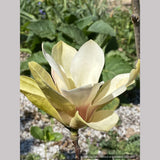 Trees ~ Magnolia 'Sunsation' ~ Dancing Oaks Nursery and Gardens ~ Retail Nursery ~ Mail Order Nursery