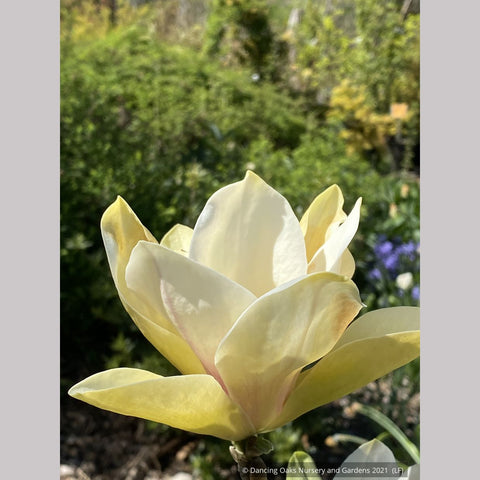 Trees ~ Magnolia 'Sunsation' ~ Dancing Oaks Nursery and Gardens ~ Retail Nursery ~ Mail Order Nursery