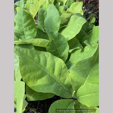 Magnolia macrophylla ssp ashei, Ashe's Magnolia/Dwarf Bigleaf Magnolia