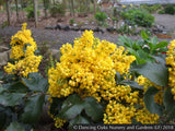 Shrubs ~ Mahonia aquifolium 'Apollo', Apollo Oregon Grape ~ Dancing Oaks Nursery and Gardens ~ Retail Nursery ~ Mail Order Nursery