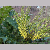 Shrubs ~ Mahonia x media 'Arthur Menzies', Oregon Grape ~ Dancing Oaks Nursery and Gardens ~ Retail Nursery ~ Mail Order Nursery