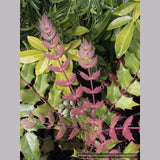 Shrubs ~ Mahonia x media 'Arthur Menzies', Oregon Grape ~ Dancing Oaks Nursery and Gardens ~ Retail Nursery ~ Mail Order Nursery